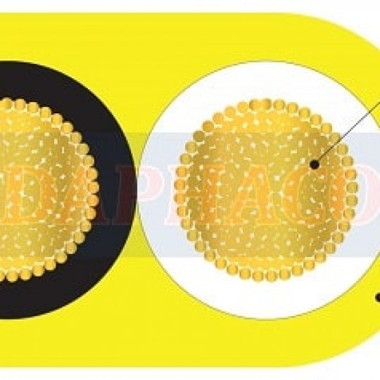 DÂY đôi mềm OVAL DẸP VCmo Daphaco